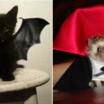 23 costumi di Halloween terribilmente carini per i nostri 4 zampe