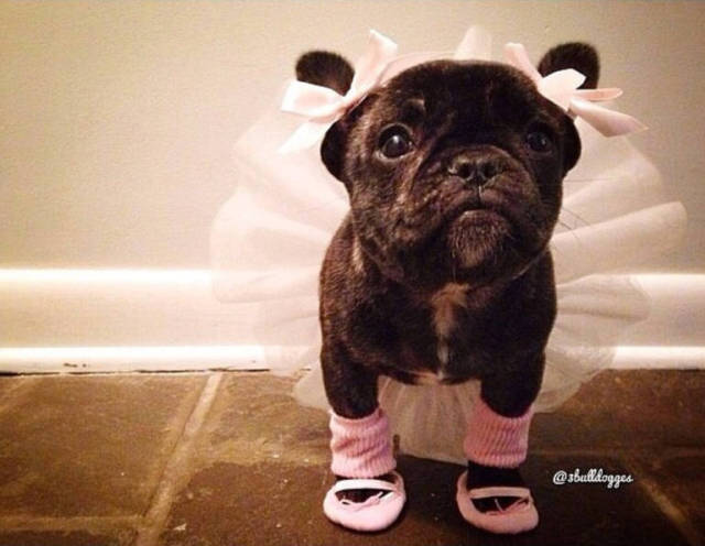 23 costumi di Halloween terribilmente carini per i nostri 4 zampe