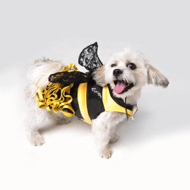 23 costumi di Halloween terribilmente carini per i nostri 4 zampe