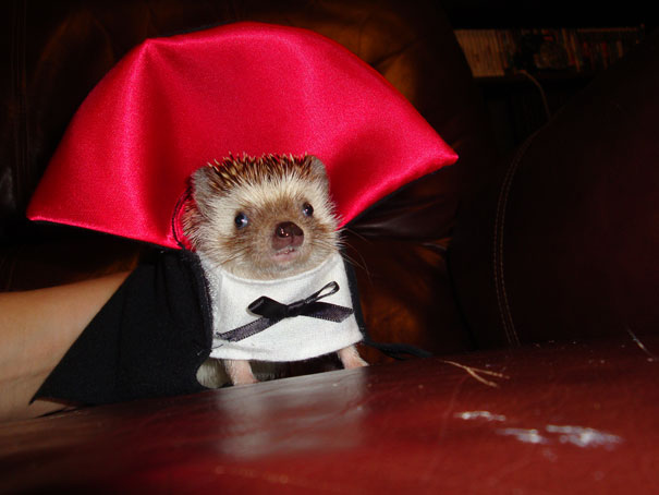 23 costumi di Halloween terribilmente carini per i nostri 4 zampe