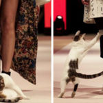 Per la serie "sfilate di moda contro gli stereotipi", sfila il gatto randagio