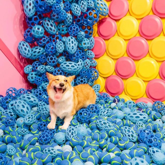 Il primo museo per cani apre a New York tra ciotole giganti e cuccioli in adozione