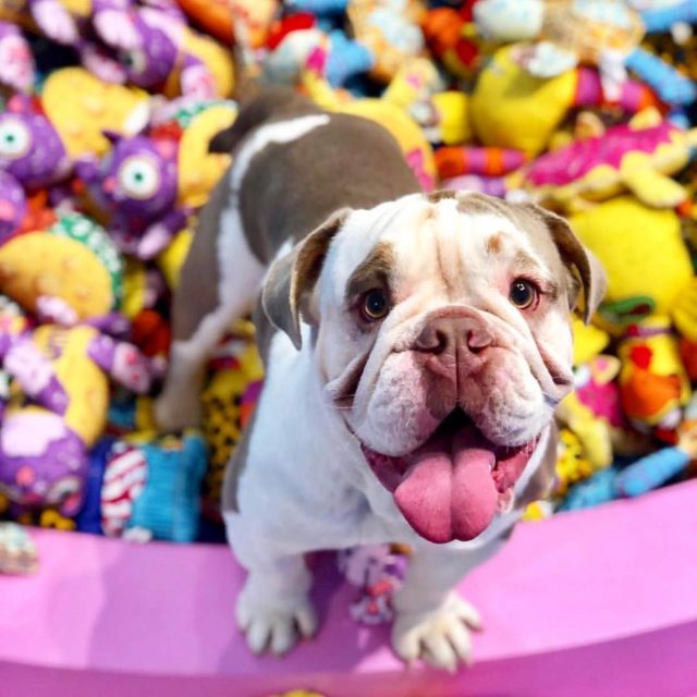 Il primo museo per cani apre a New York tra ciotole giganti e cuccioli in adozione
