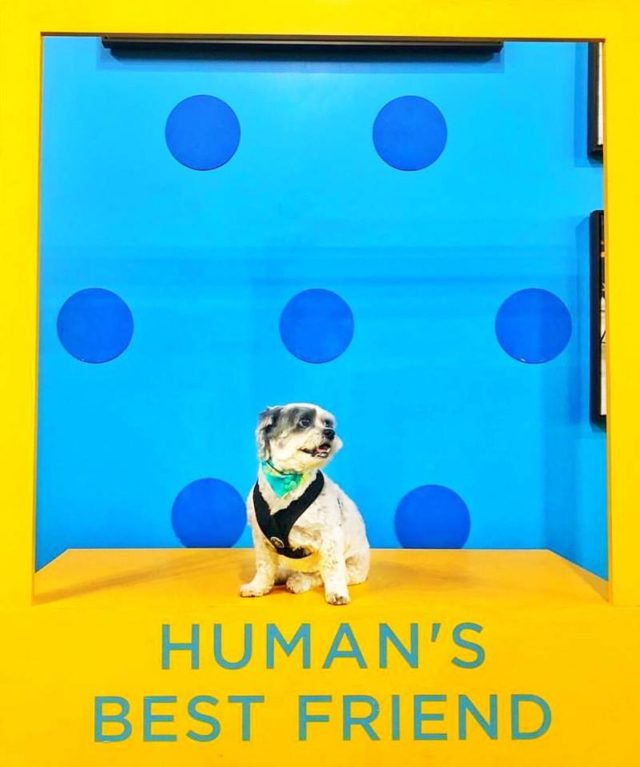 Il primo museo per cani apre a New York tra ciotole giganti e cuccioli in adozione