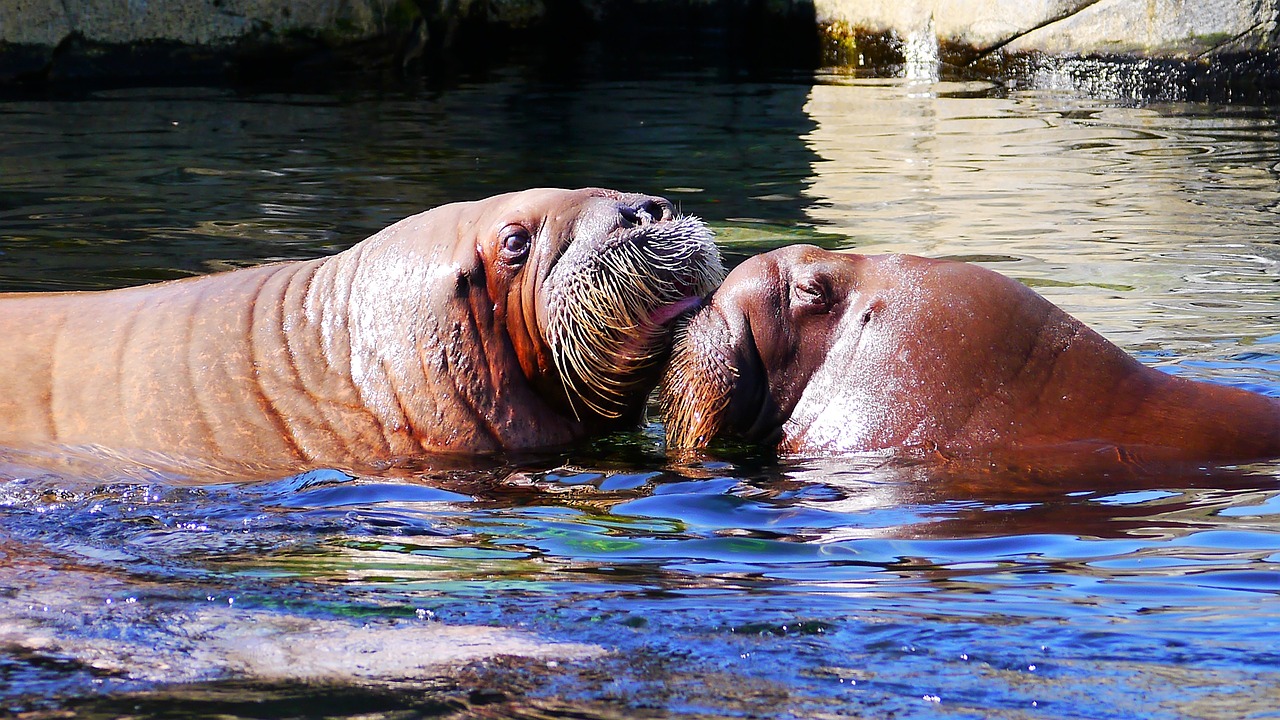 Storia vera di Sphen e Magic, due pinguini gay