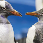 Storia vera di Sphen e Magic, due pinguini gay