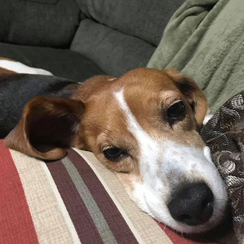 Storia d'amore di un bambino e del suo cane Rocksy, oltre la malattia