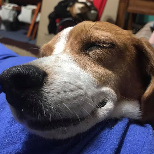 Storia d'amore di un bambino e del suo cane Rocksy, oltre la malattia