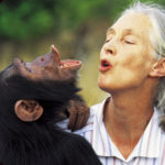 Cosa può insegnarci Jane Goodall dopo 40 anni vissuti tra gli scimpanzé