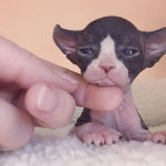La bellezza inquietante degli Sphynx, i gatti sfinge, e 15 cose curiose su di loro