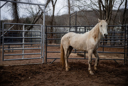 Perché in America regalano 1000 $ a chi sceglie di adottare un cavallo selvatico