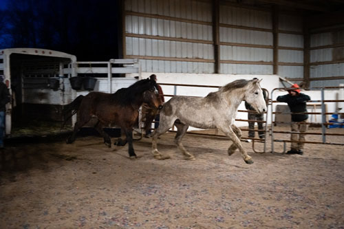 Perché in America regalano 1000 $ a chi sceglie di adottare un cavallo selvatico