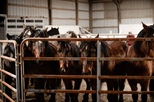 Perché in America regalano 1000 $ a chi sceglie di adottare un cavallo selvatico
