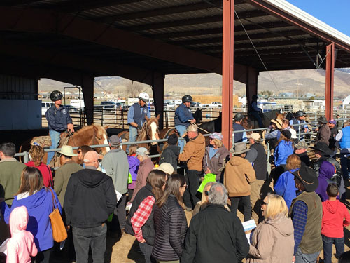 Perché in America regalano 1000 $ a chi sceglie di adottare un cavallo selvatico