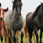 Perché in America regalano 1000 $ a chi sceglie di adottare un cavallo selvatico