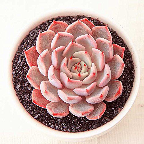 11 piante rosa che arredano e danno colore alla casa