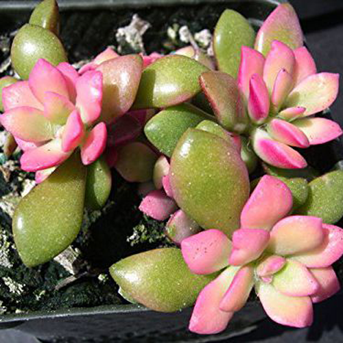 11 piante rosa che arredano e danno colore alla casa