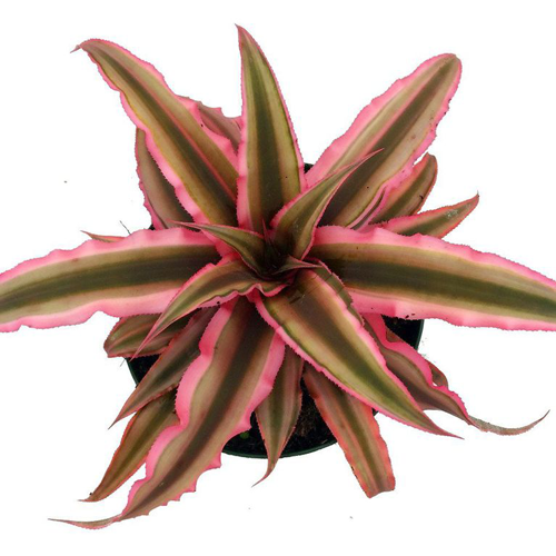 11 piante rosa che arredano e danno colore alla casa