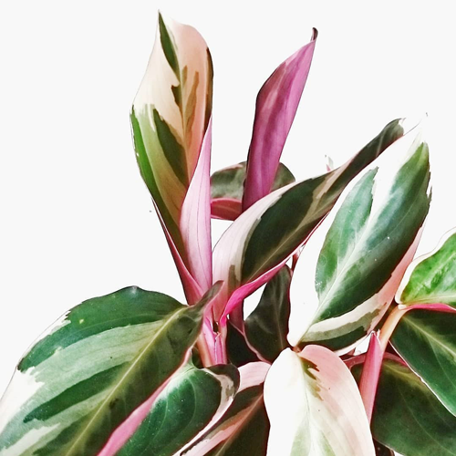 11 piante rosa che arredano e danno colore alla casa