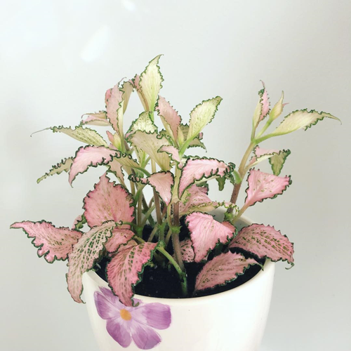 11 piante rosa che arredano e danno colore alla casa