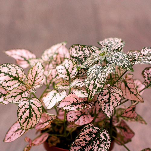 11 piante rosa che arredano e danno colore alla casa