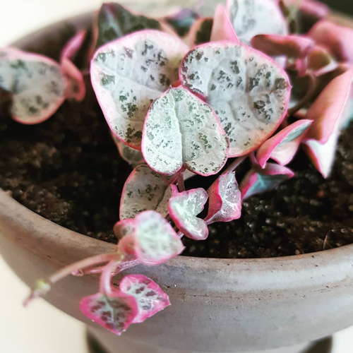11 piante rosa che arredano e danno colore alla casa