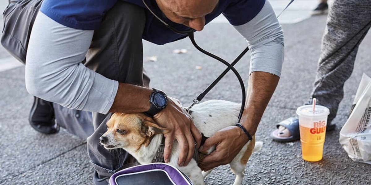 Chi è il Dottor Stewart, il veterinario che cura gli animali dei senzatetto