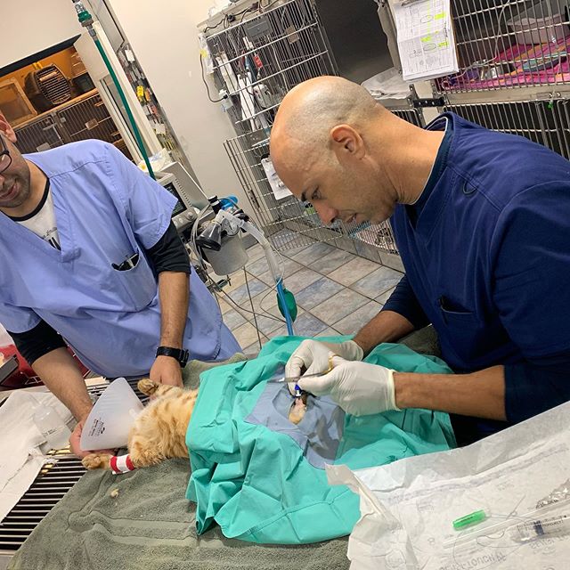 Chi è il Dottor Stewart, il veterinario che cura gli animali dei senzatetto