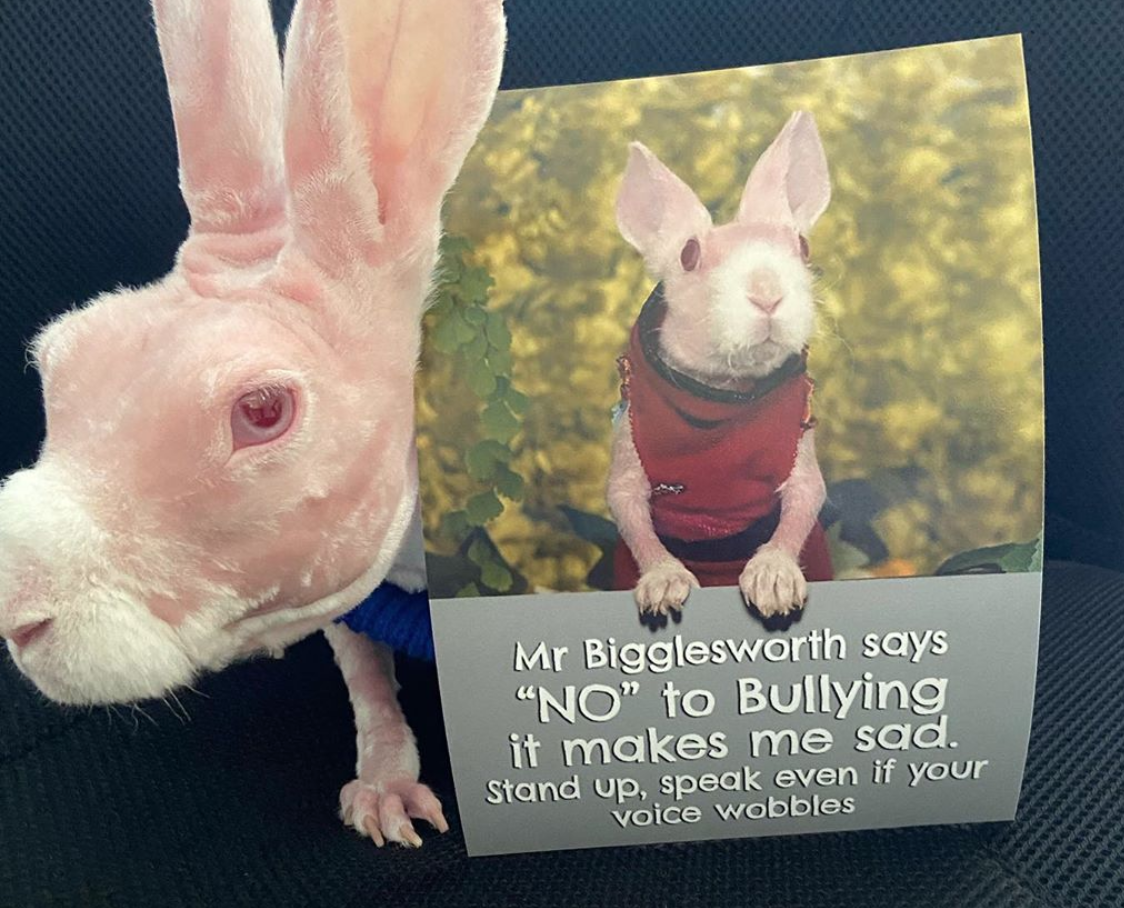 Mr Bigglesworth, il coniglio senza pelo per un difetto genetico diventa una star
