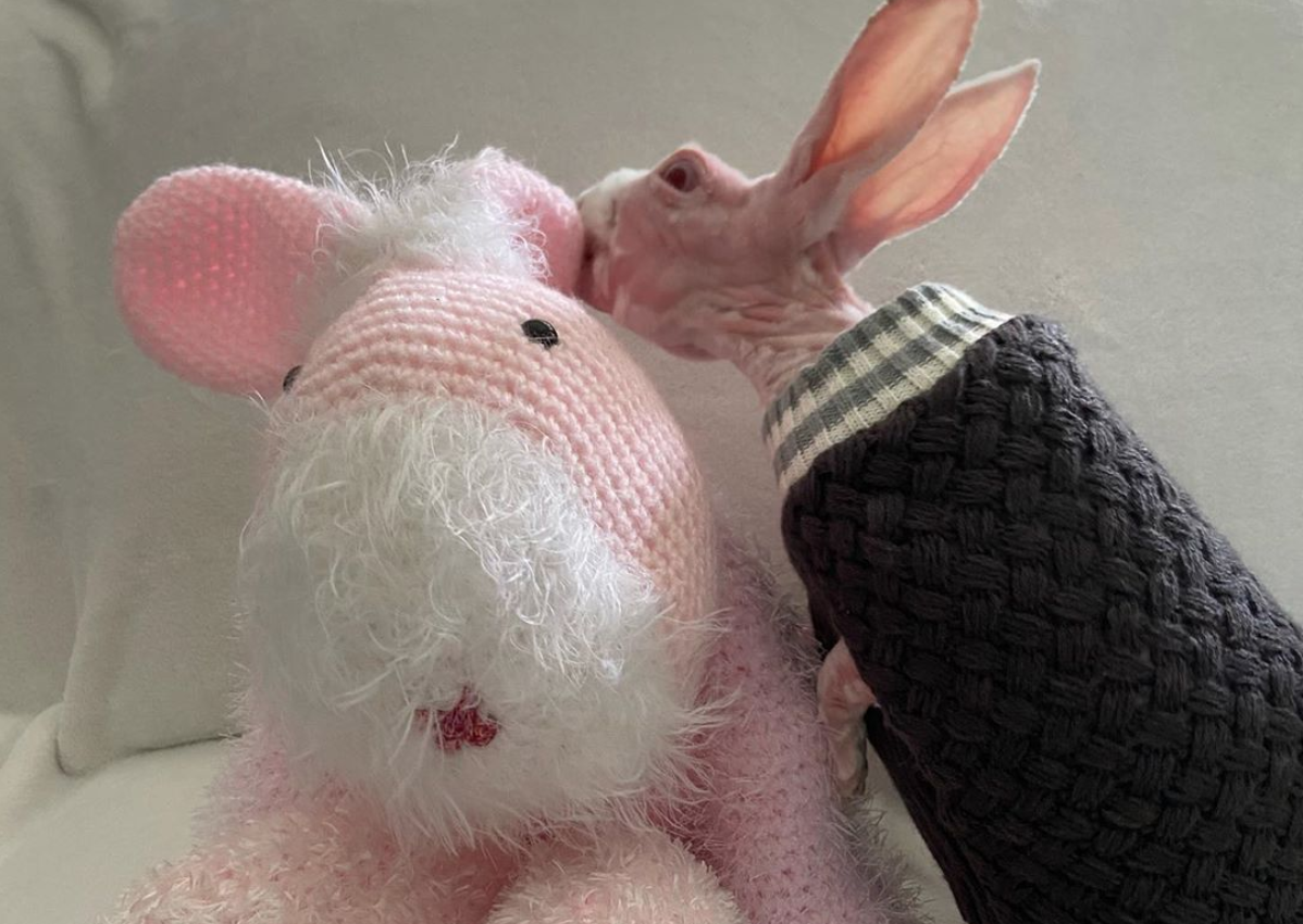 Mr Bigglesworth, il coniglio senza pelo per un difetto genetico diventa una star
