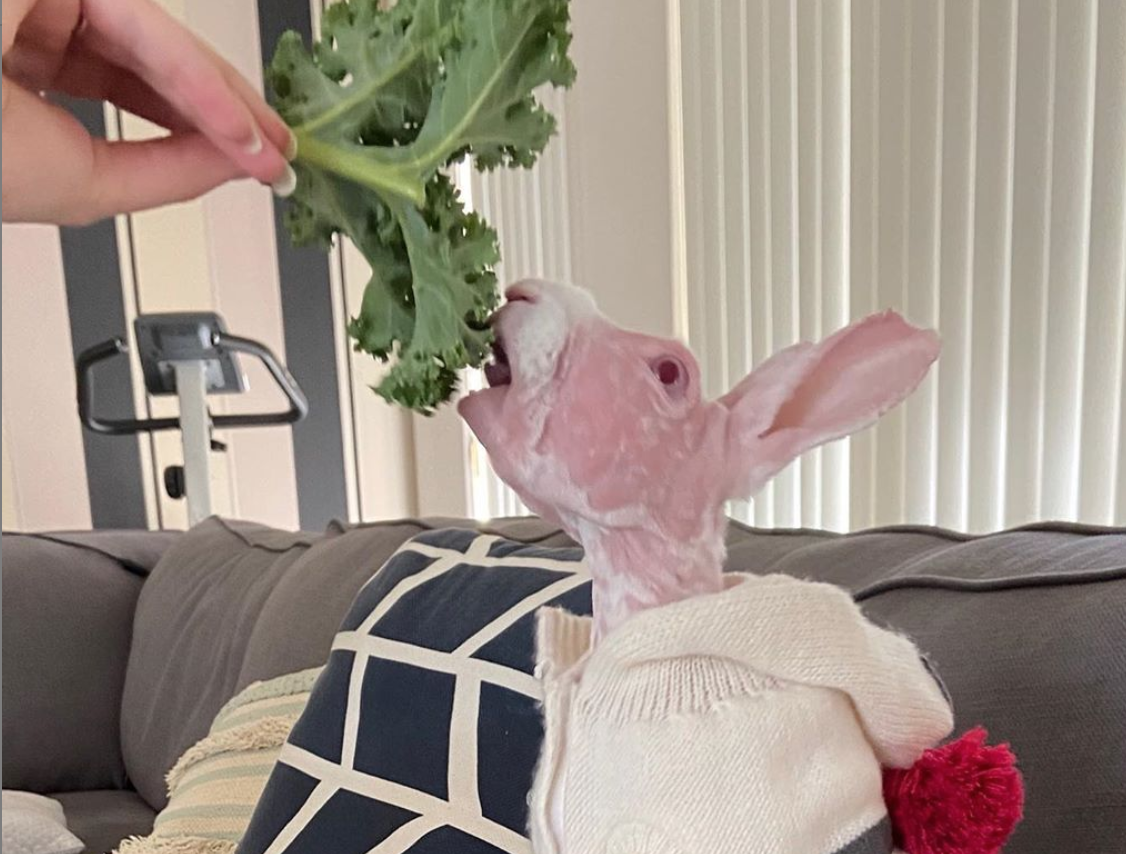 Mr Bigglesworth, il coniglio senza pelo per un difetto genetico diventa una star