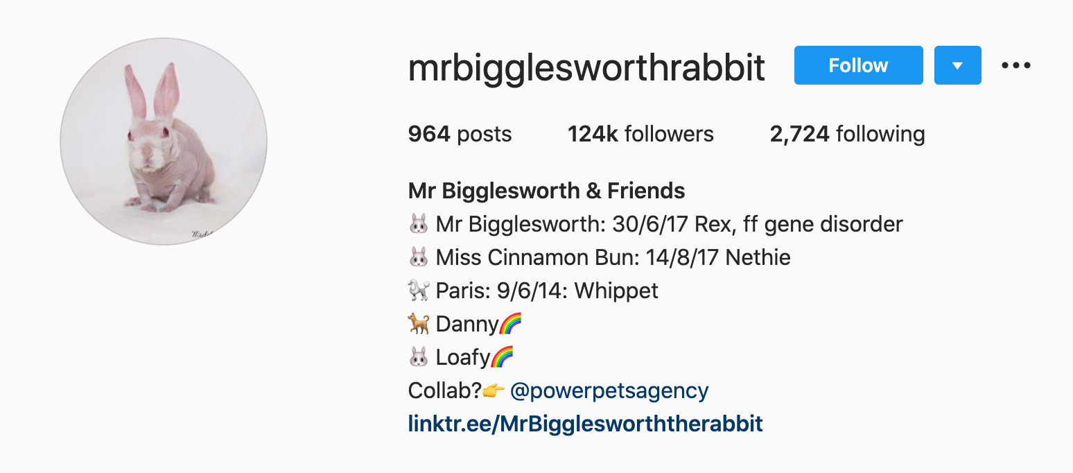 Mr Bigglesworth, il coniglio senza pelo per un difetto genetico diventa una star