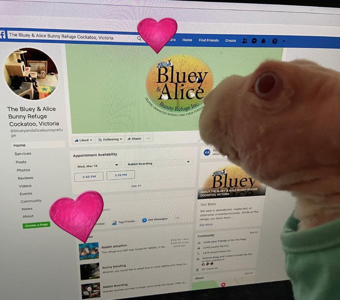 Mr Bigglesworth, il coniglio senza pelo per un difetto genetico diventa una star