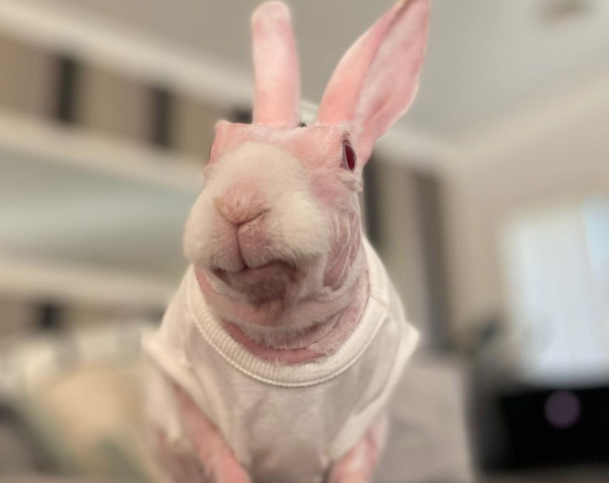 Mr Bigglesworth, il coniglio senza pelo per un difetto genetico diventa una star