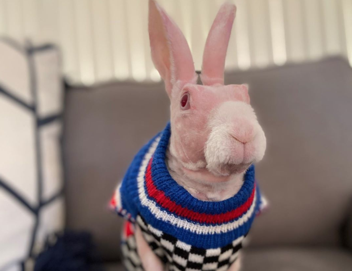 Mr Bigglesworth, il coniglio senza pelo per un difetto genetico diventa una star