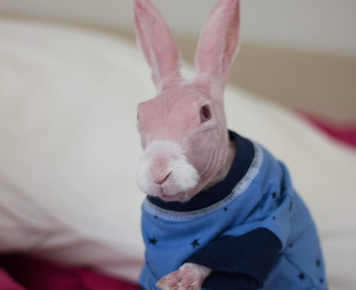 Mr Bigglesworth, il coniglio senza pelo per un difetto genetico diventa una star