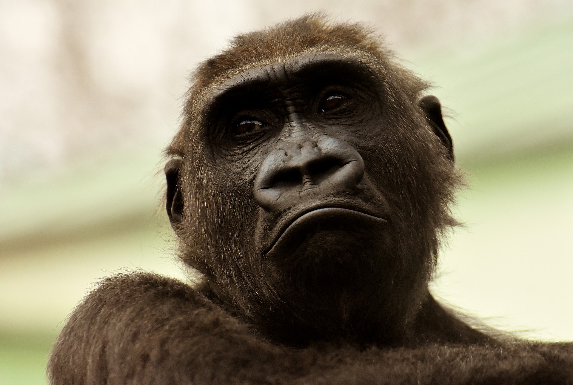 Squali nei rossetti, gorilla nei cellulari: la natura uccisa per i nostri comfort