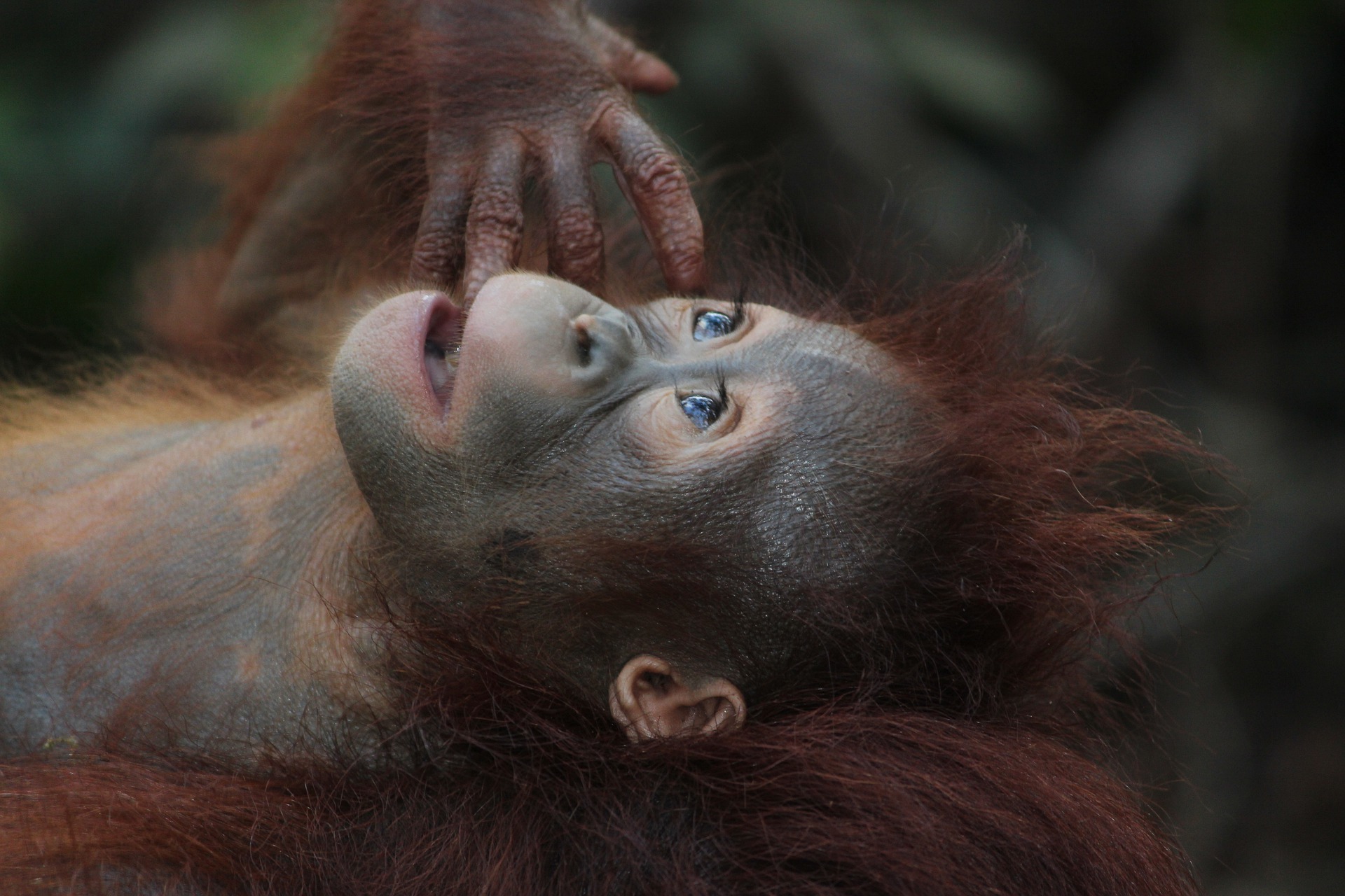 Squali nei rossetti, gorilla nei cellulari: la natura uccisa per i nostri comfort