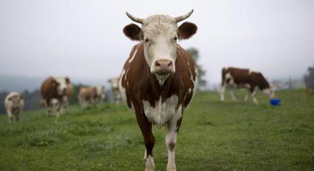 Vorreste adottare una mucca o un albero da frutto? Ecco come fare