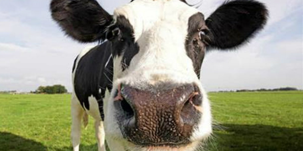 Vorreste adottare una mucca o un albero da frutto? Ecco come fare