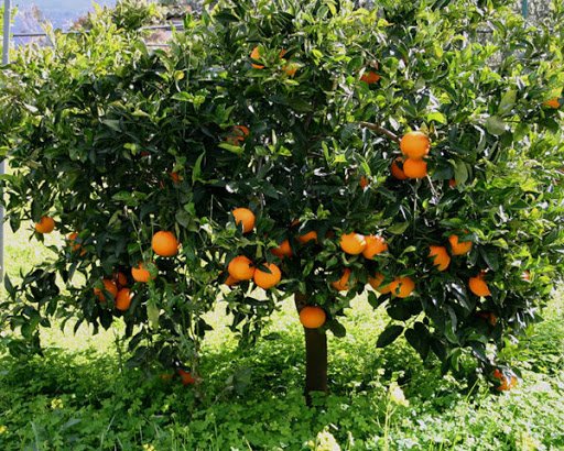 Vorreste adottare una mucca o un albero da frutto? Ecco come fare