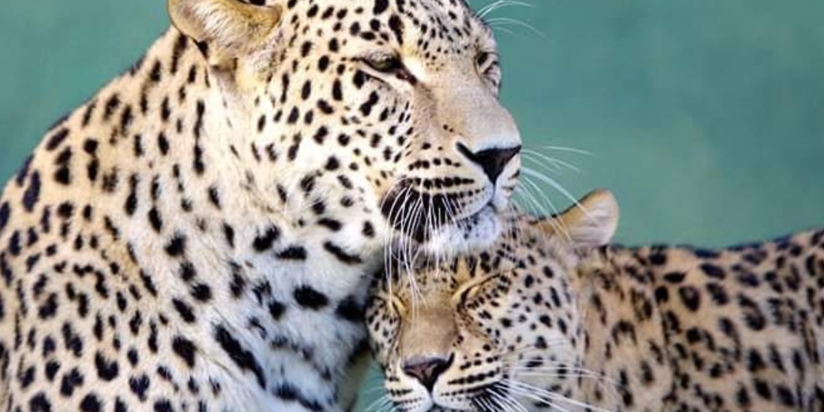 20 immagini che mostrano l'amore tra madre e figlio nel mondo animale
