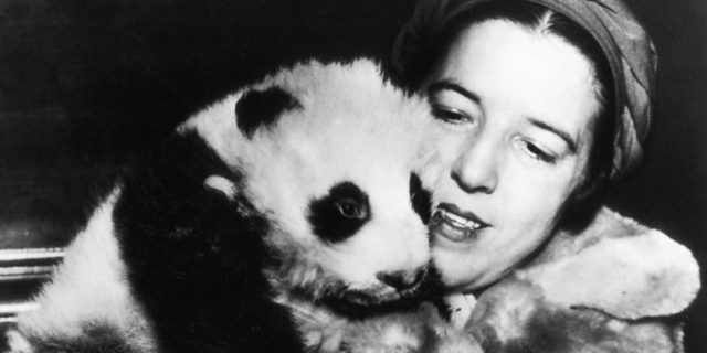 Ruth Harkness, la ragazza con il panda Su Lin, il primo a lasciare la Cina Ruth Harkness, la ragazza con il panda Su Lin, il primo a lasciare la Cina