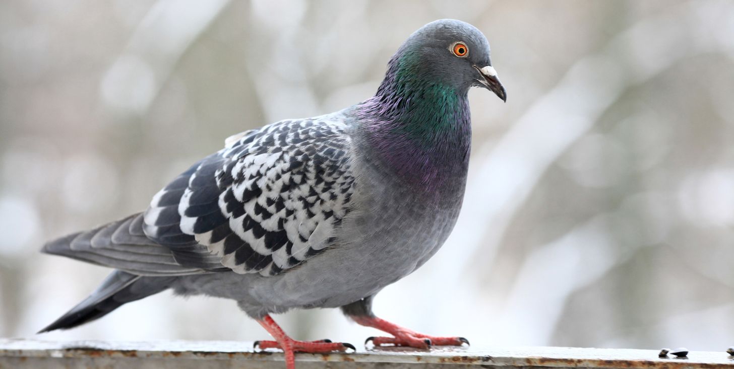 Cos’è lo Stringfoot: la piaga invisibile dei piccioni urbani