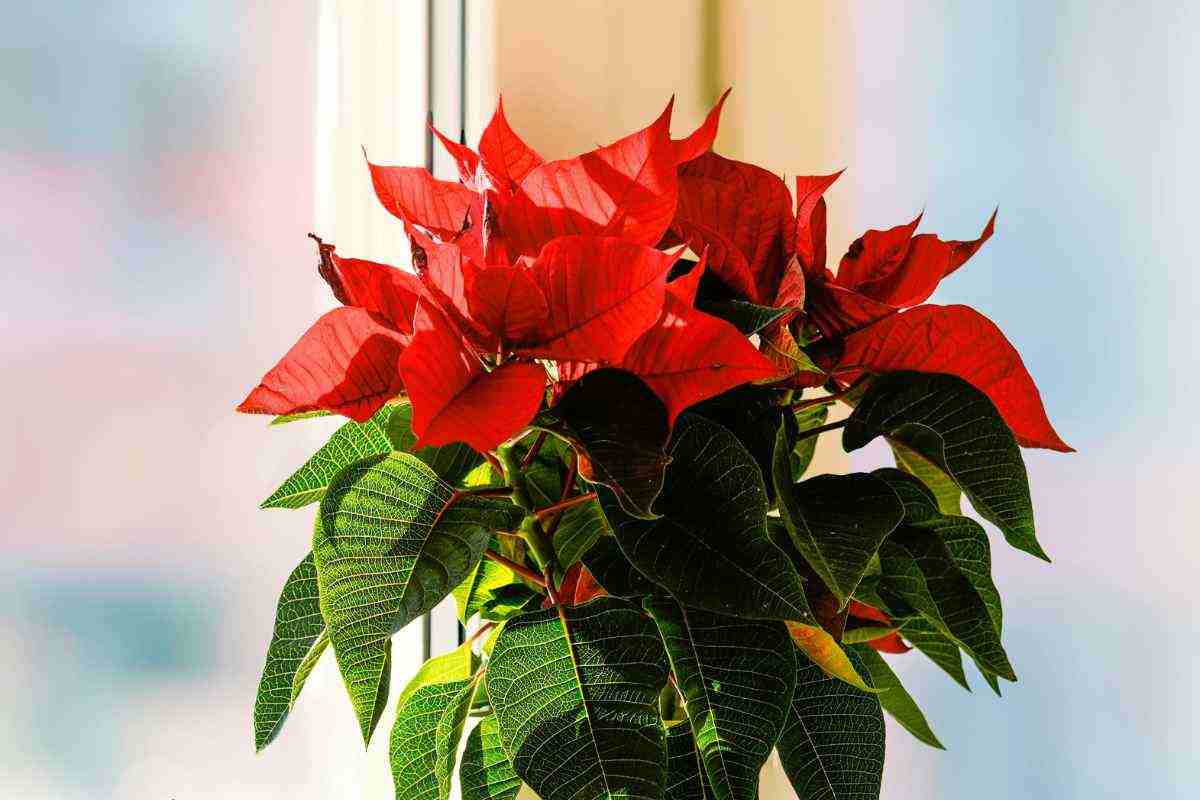 pericoli stella natale