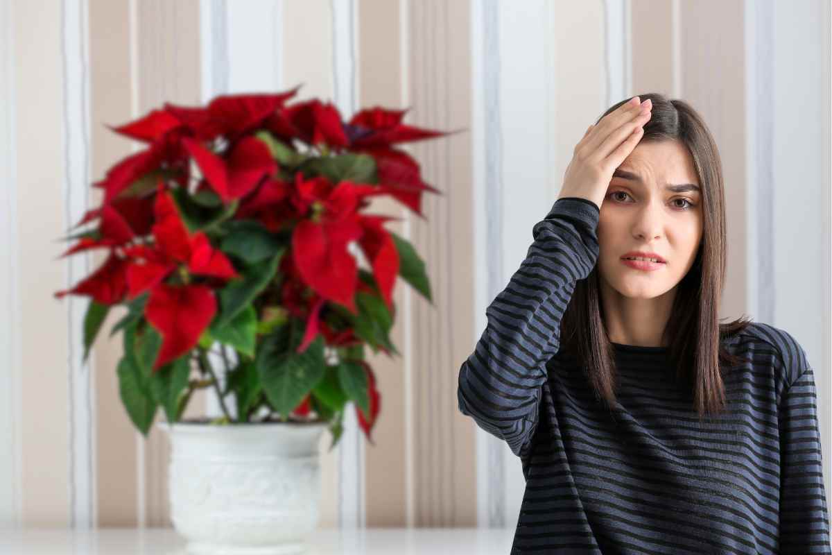 stella di natale la pianta delle feste 232 un pericolo in casa la minaccia che in pochi conoscono da Robadadonne.it stella di natale la pianta delle feste 232 un pericolo in casa la minaccia che in pochi conoscono
