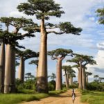 I baobab stanno scomparendo, colpa del clima?