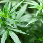 Bocciata la "cannabis light": a rischio centinaia di negozi