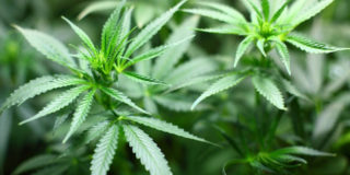 cannabis