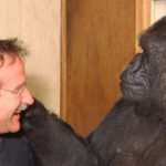 Addio a Koko, la gorilla che parlava inglese con la lingua dei segni